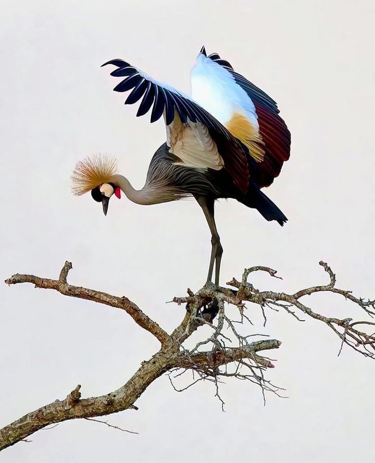 Birding tour