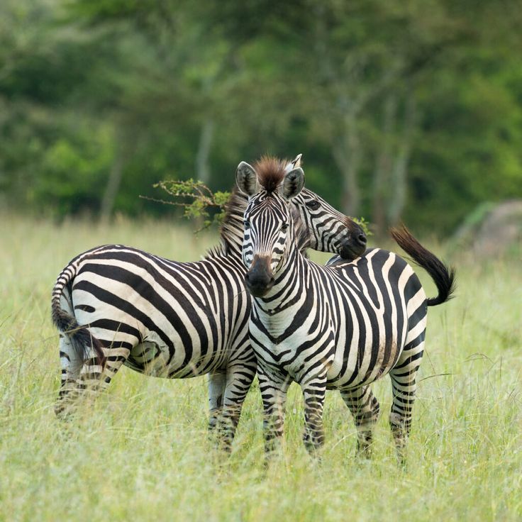 Lake Mburo